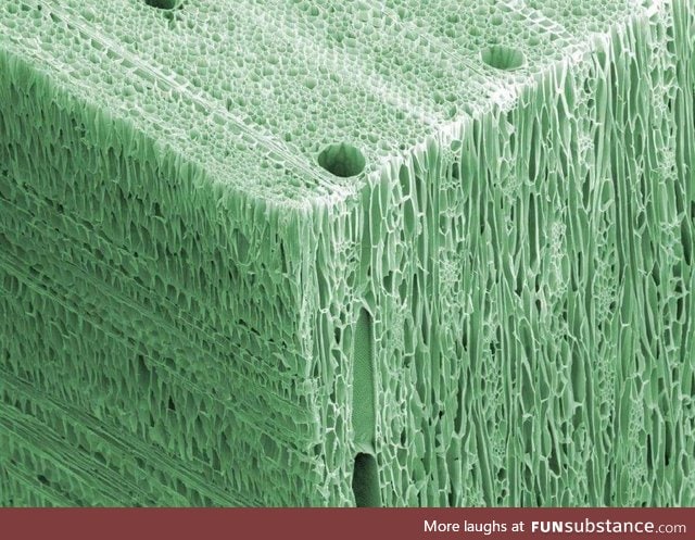 Wood under an electron microscope