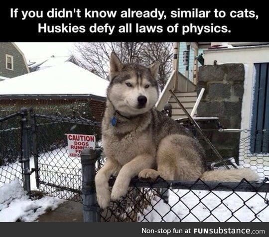 Huskies are special