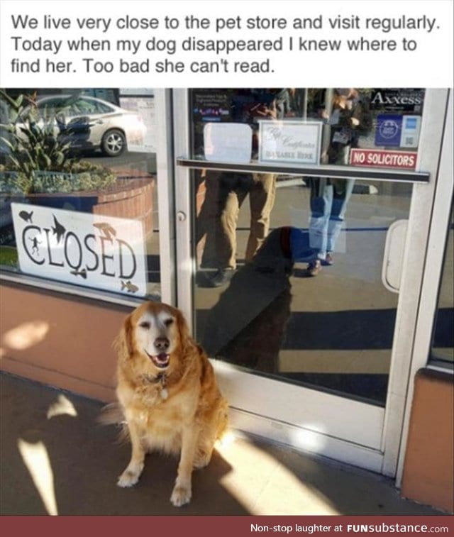 Silly doggo