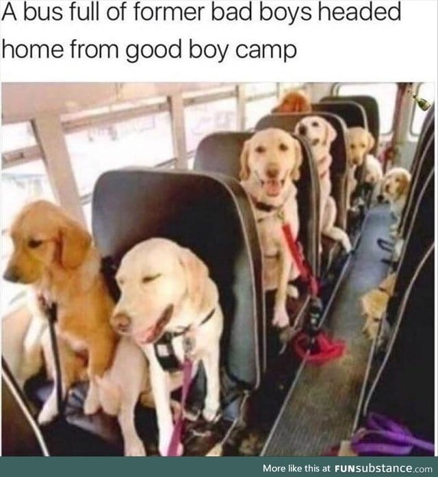 They're good dogs,Brent