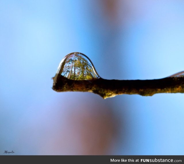Trees refracted in a water droplet