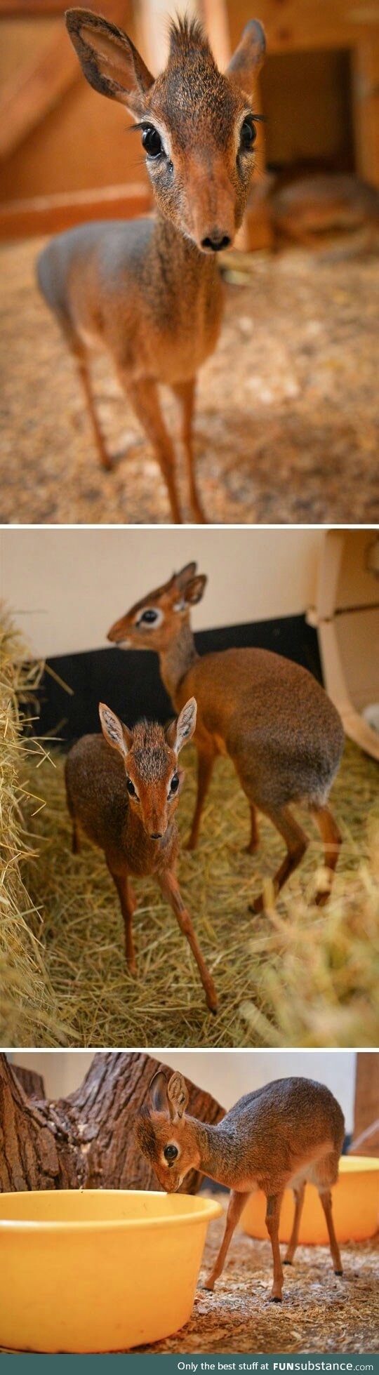 Cute dik-dik