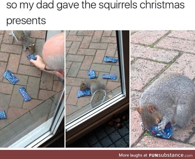 Christmas present for the squirrel