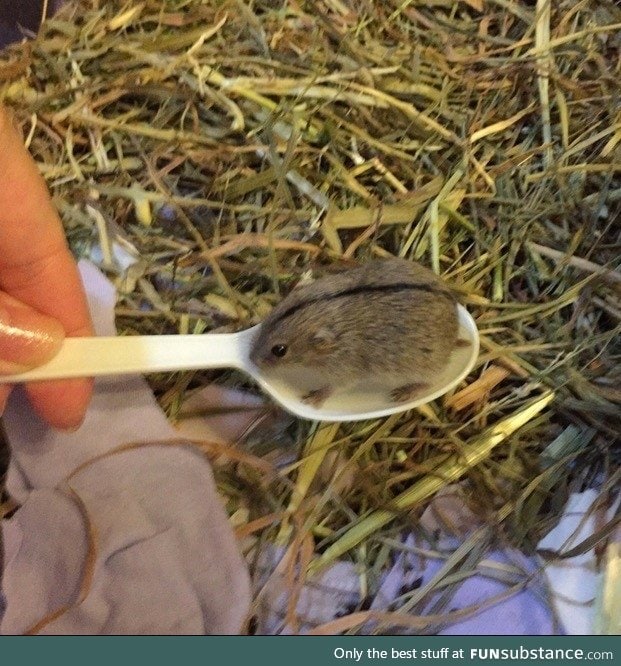 A lemming in a teaspoon