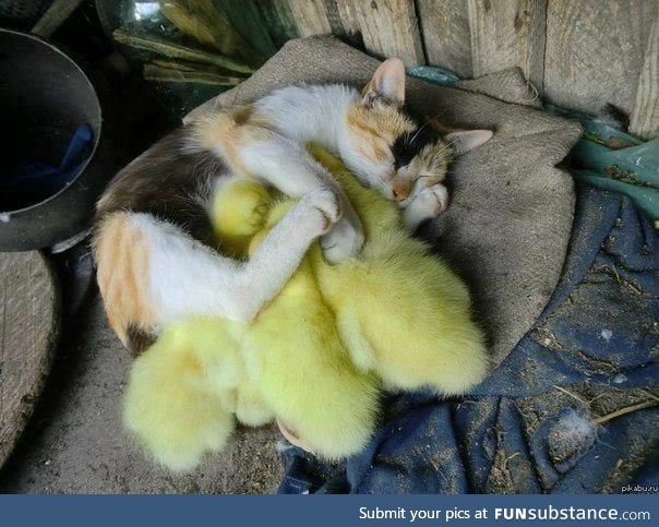 She is very protective of her ducklings