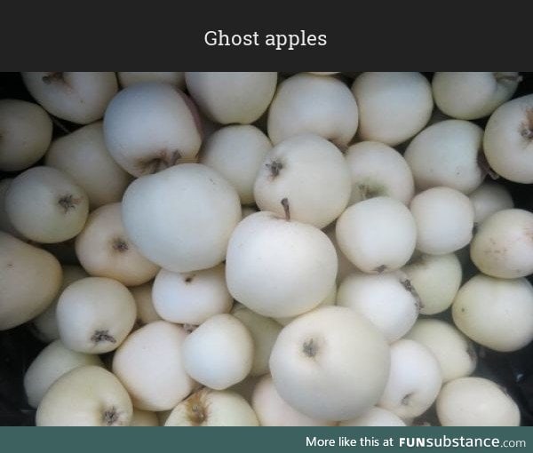 Ghost apples