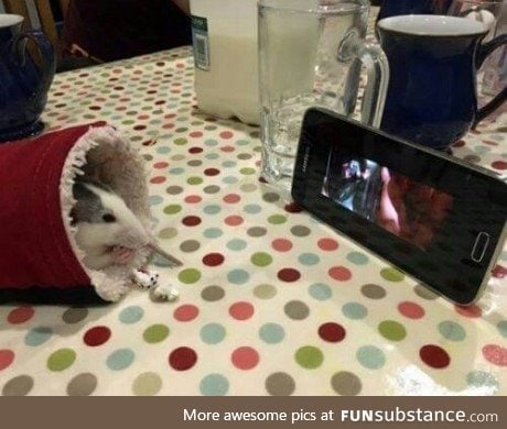 Nothing to see here, just a rat enjoying a movie with some popcorn