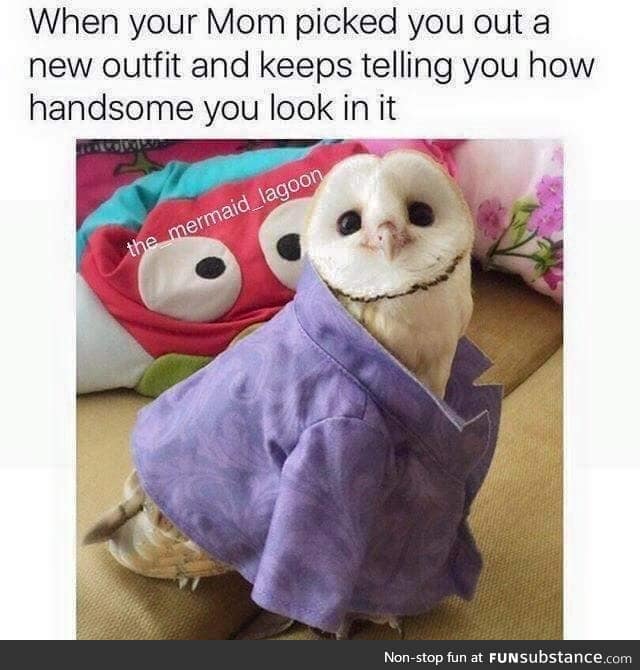 That is a very handsome owl