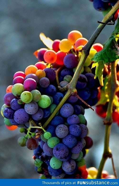 Rainbow Grapes
