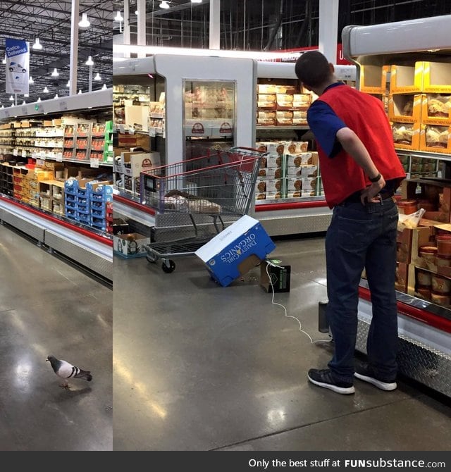 Costco employee silently tries to trap a pigeon