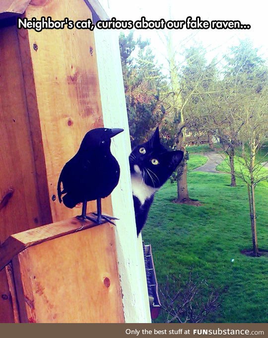 Curious neighbor kitty