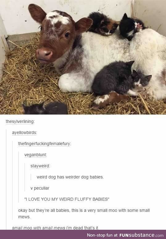 Fluffy babies