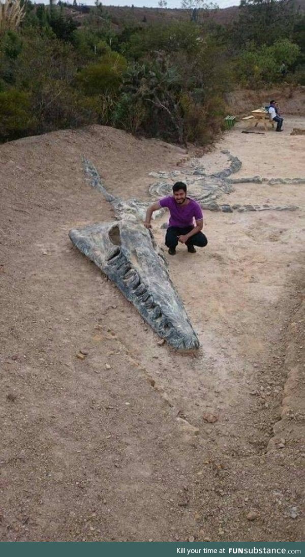 Incredible Kronosaurus fossil discovery