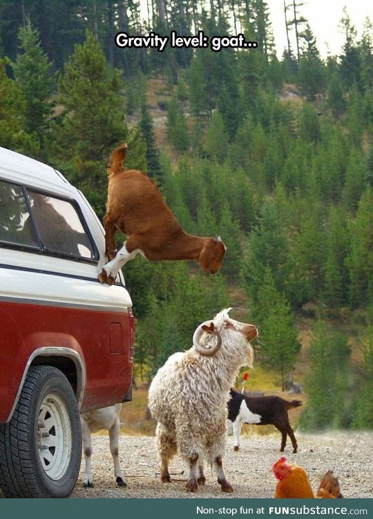 Goats, They Don't Believe In Gravity