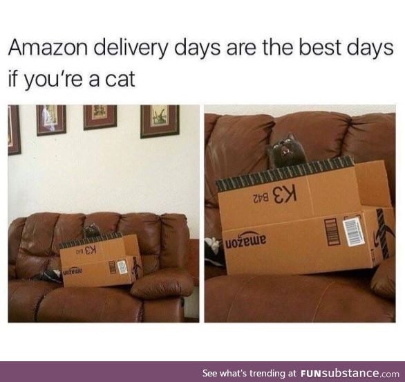 Happy kitty