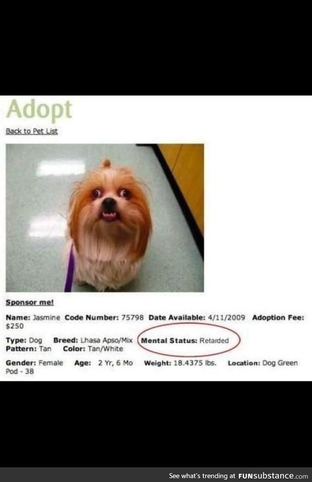 "Special" dog for sale