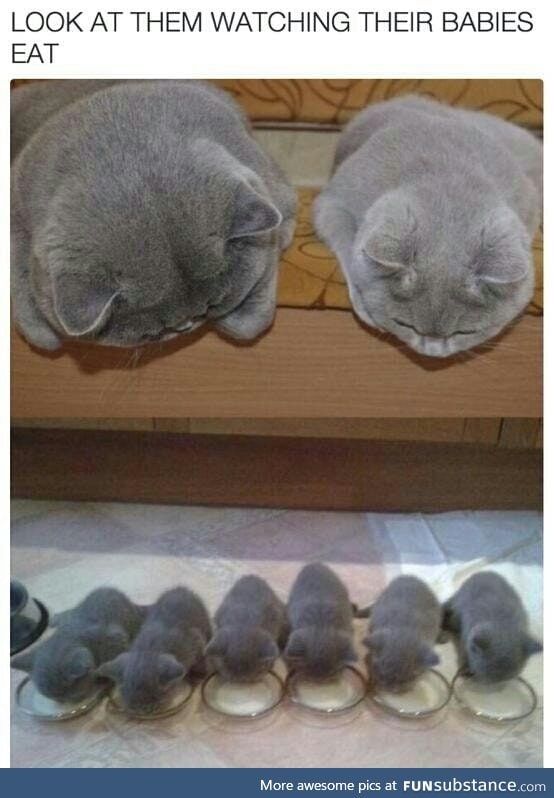 Squishbeans