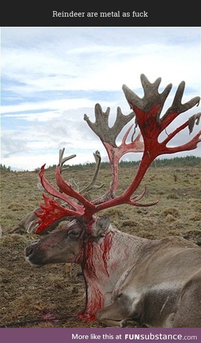 Reindeer shedding the velvet off of their antlers