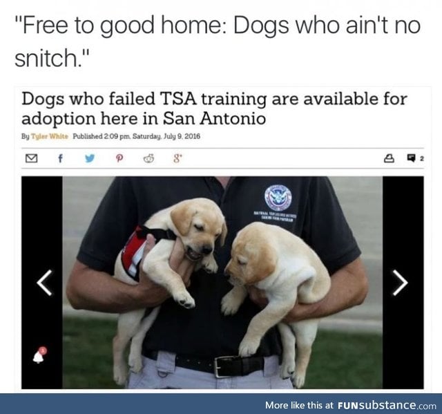 Man's best friend