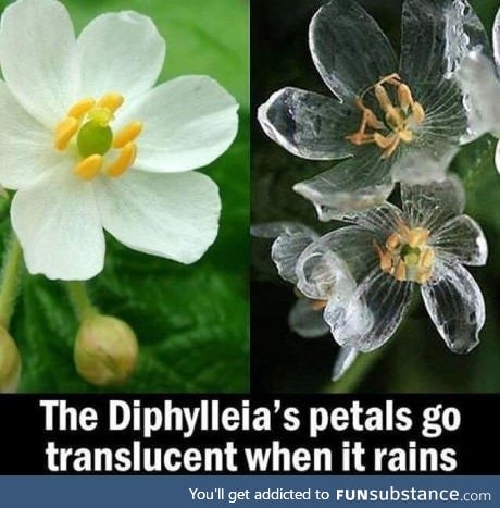 The transparent flower
