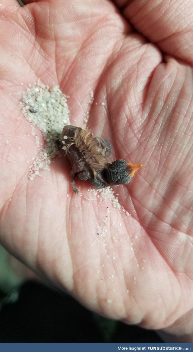 Ever seen a 3-day-old hummingbird?