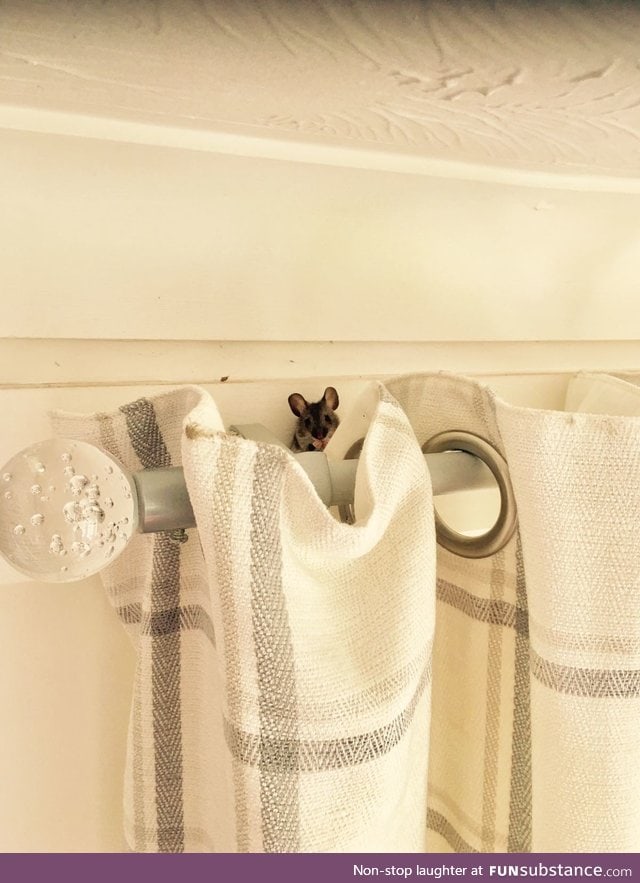 A new guest