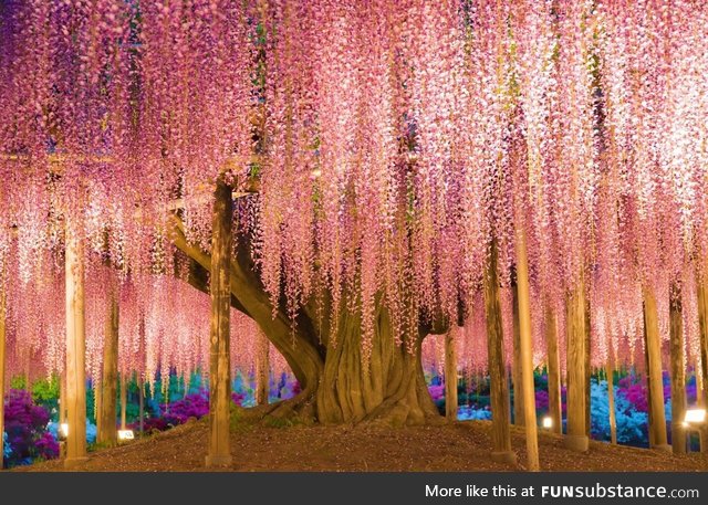 150 yr old wisteria