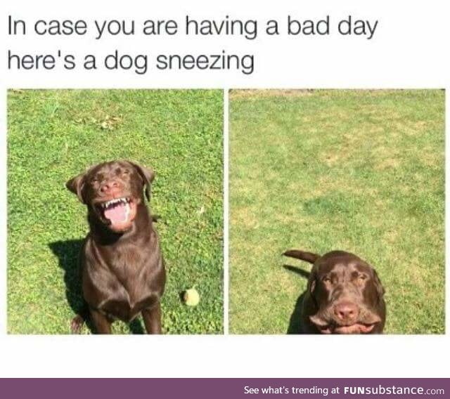 Doggo does a sneezy