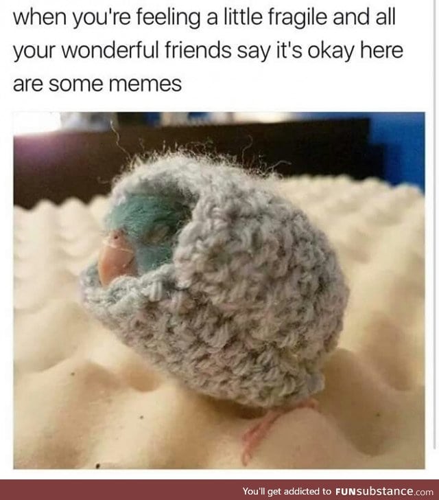 You turn into a smol birb