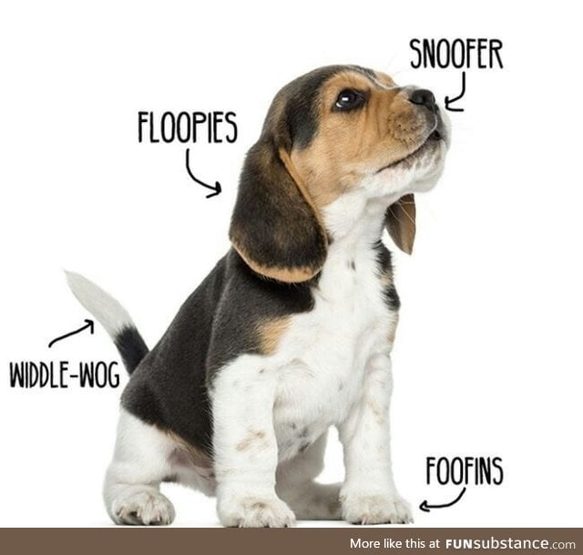 Anatomy of a pupper