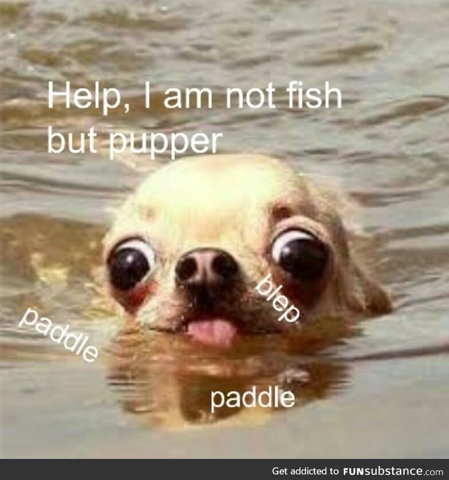 Lil pupper does a swim