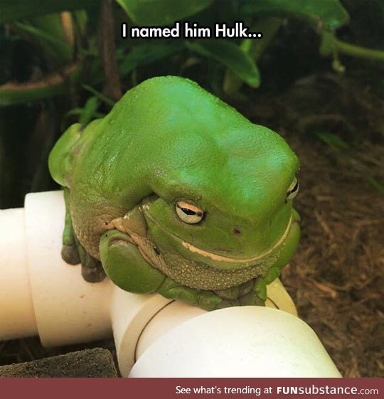 Hulk the frog