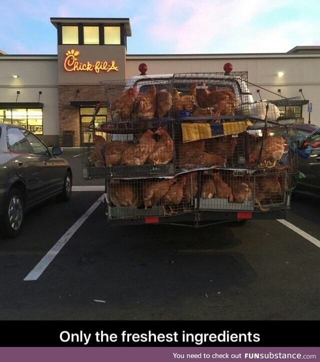 Fresh chickens