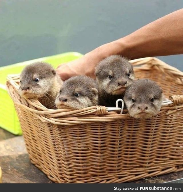 I gift to you a basket of fluffy water puppers