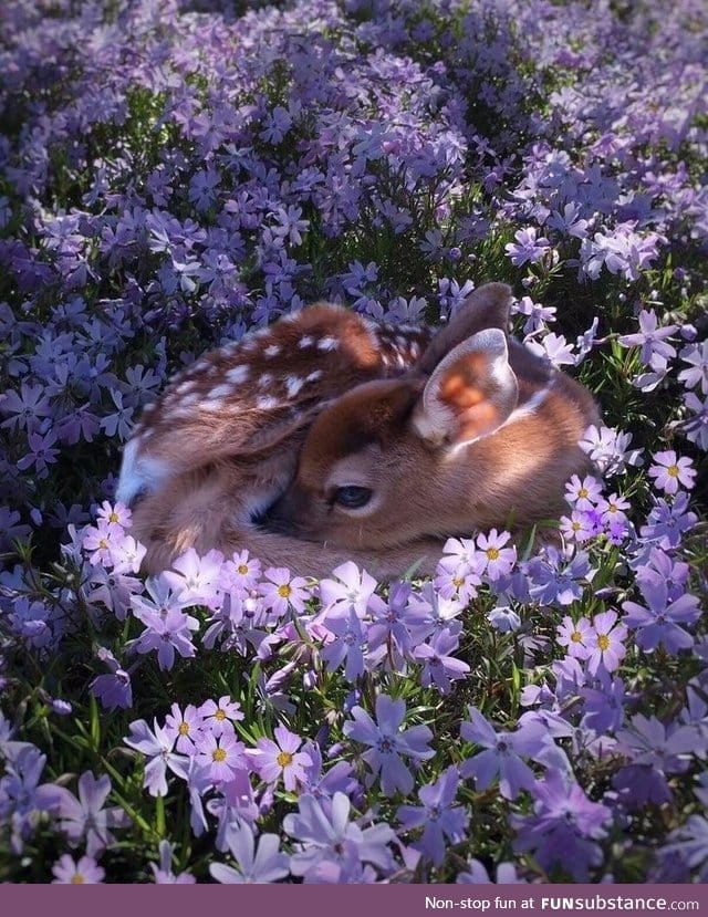 A fawn resting in a field of flowers