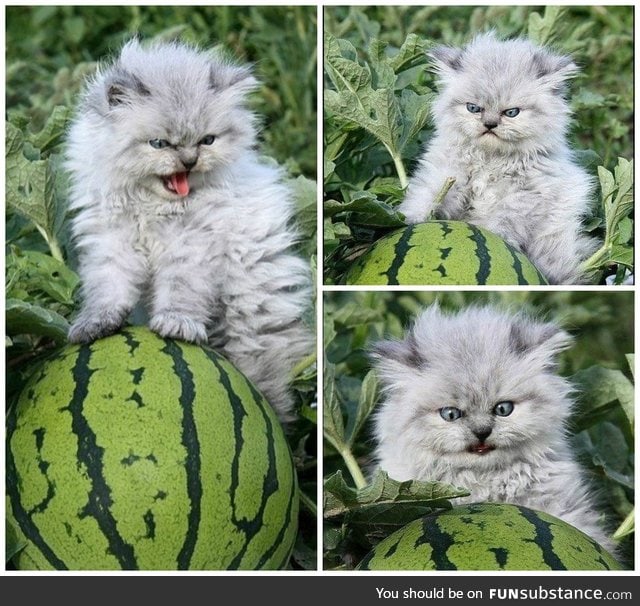 This cat is very protective over the watermelons