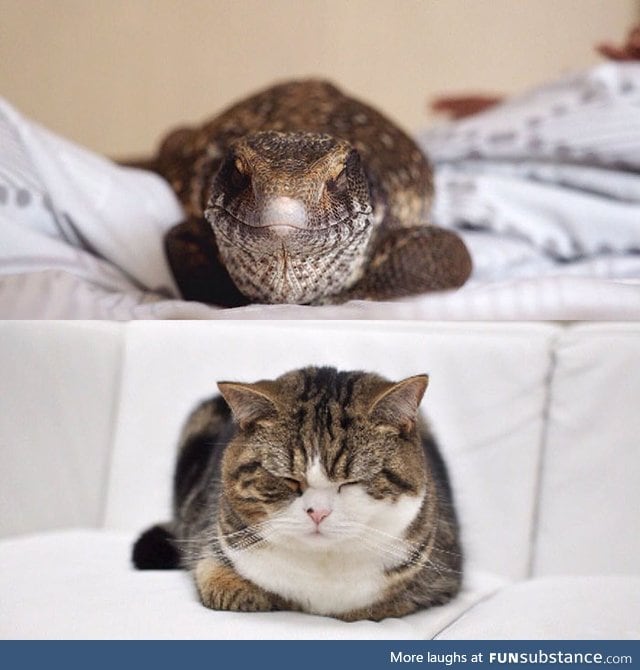 Monitor lizards are just scaly cats