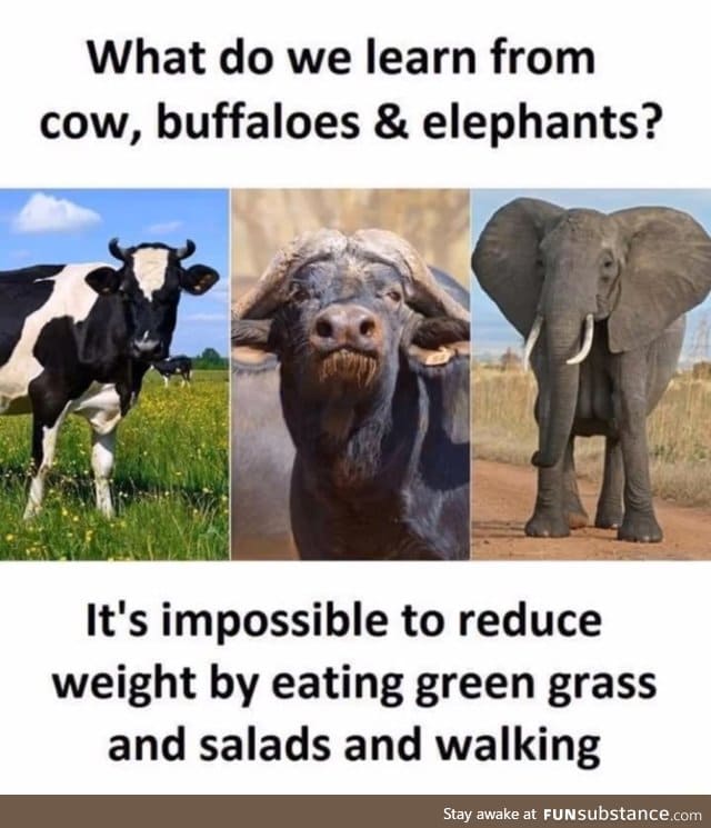 What can you learn from these animals