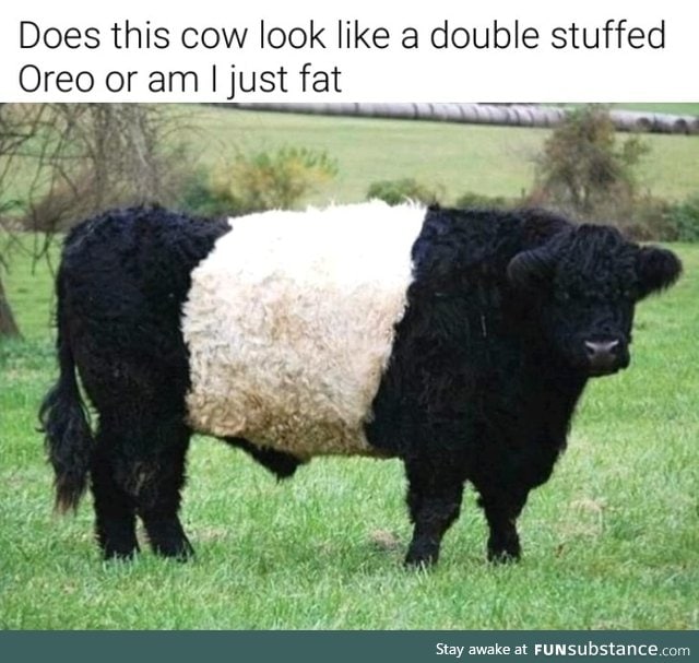 Oreo cow