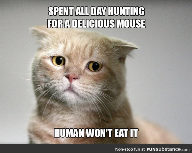 First World Cat Problems