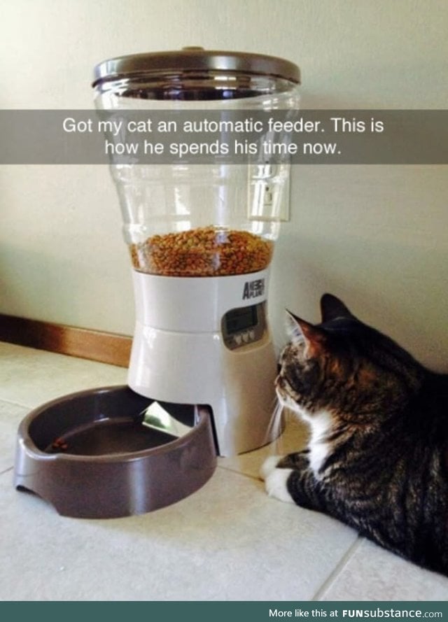 "This is my life meow."