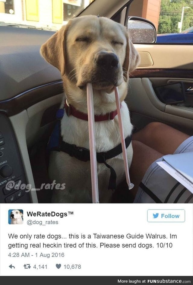 Not a dog