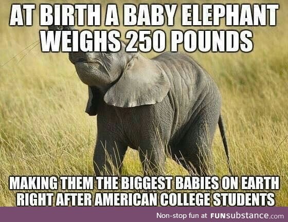 *whispers* Evergreen University