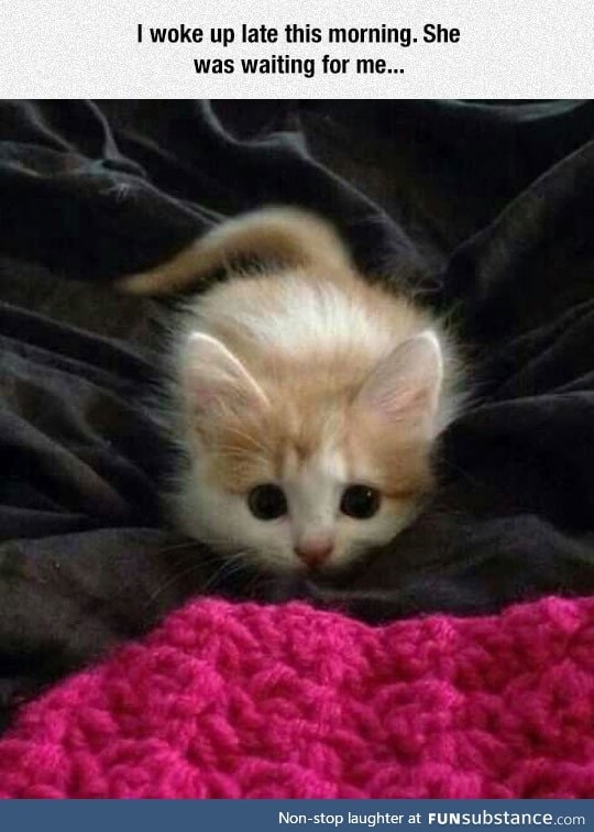 Where Is My Food? It's Not In The Bowl Yet