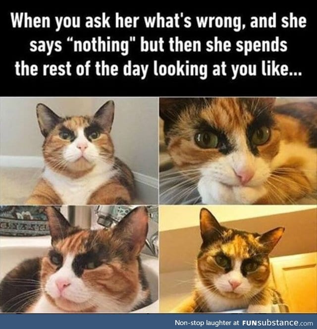 Crazy looking cat
