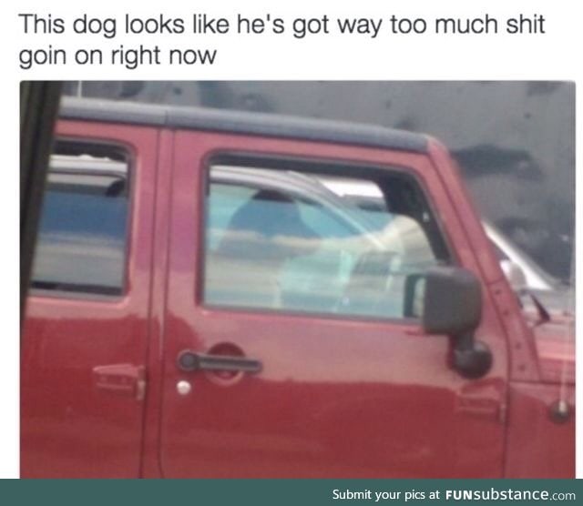 Relatable doggo