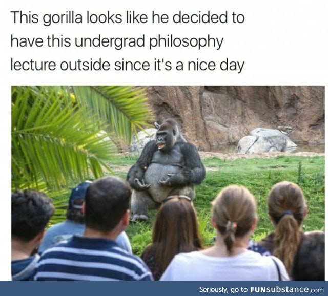 Even gorillas are more successful than me