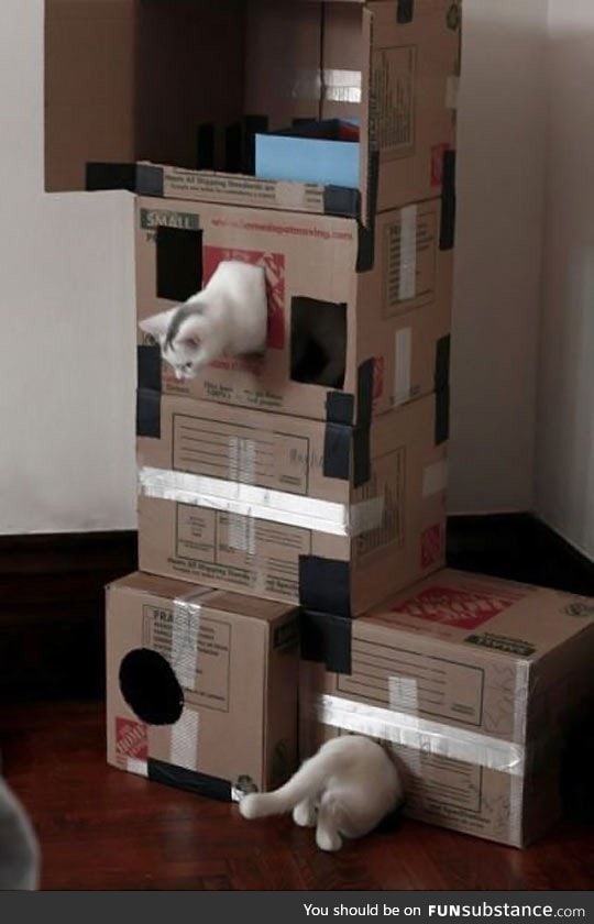 Just a cat playing portal