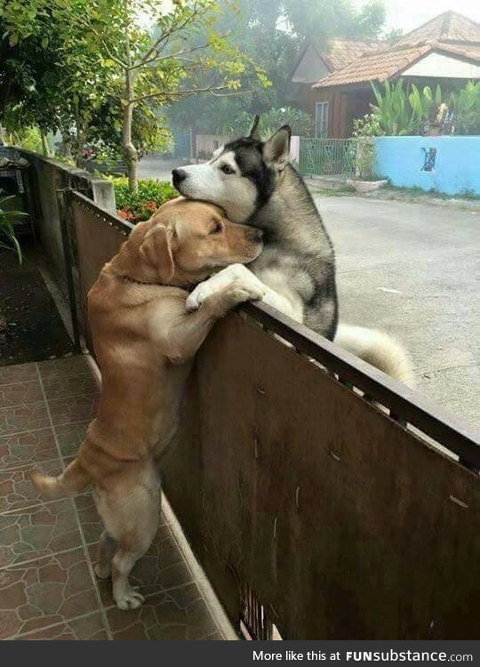 True love knows no fences