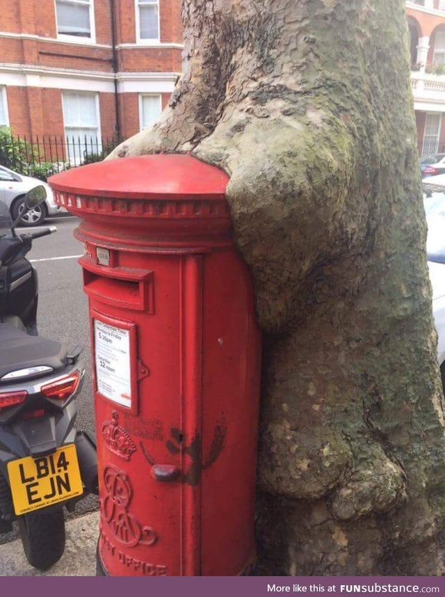 Tree shagging a post box in London